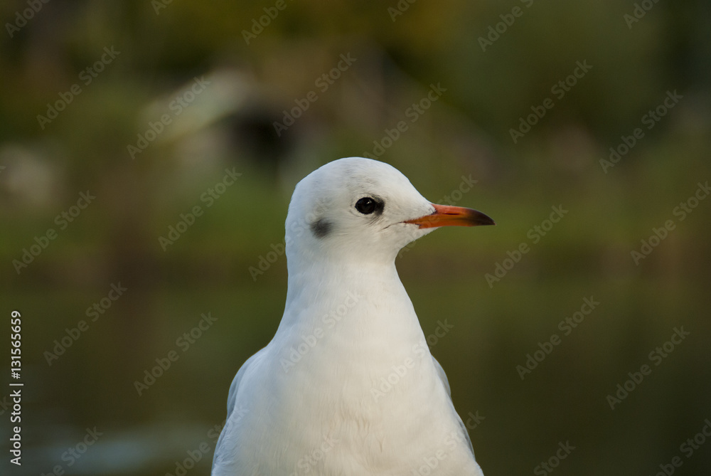 Head of a Black-headed gull with winter plumage Head of a Black-headed gull with winter plumage