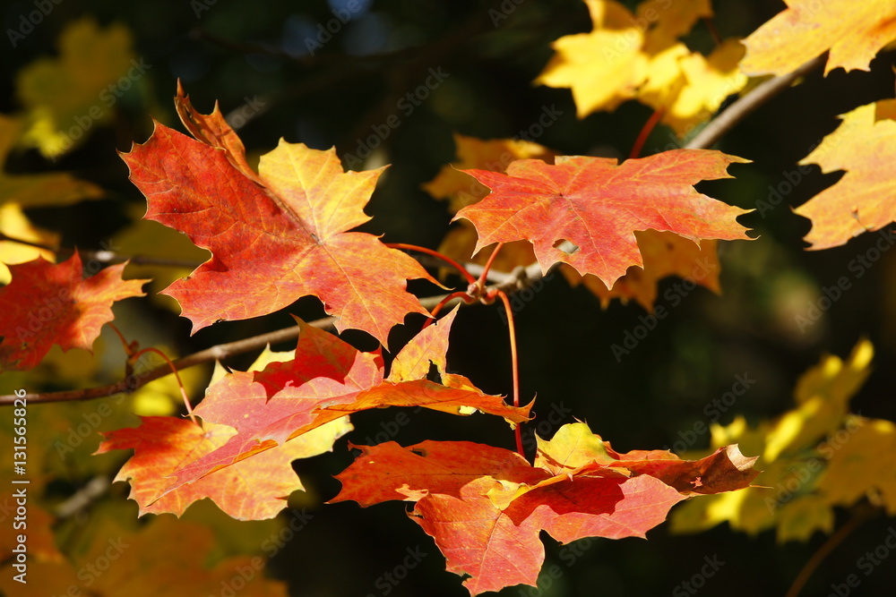 Fototapeta premium Herbstwald