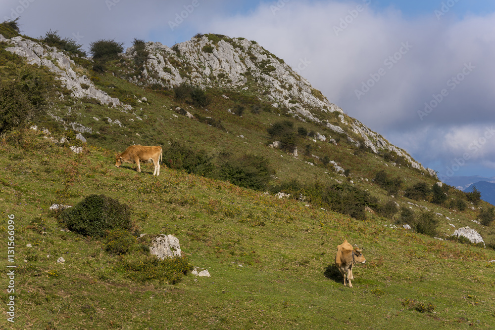 Vacas en los Picos de Europa (Asturias, España).