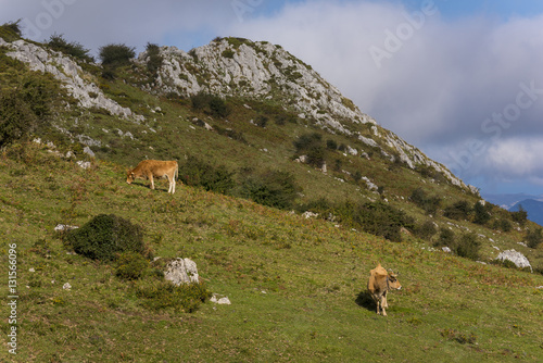 Vacas en los Picos de Europa (Asturias, España).