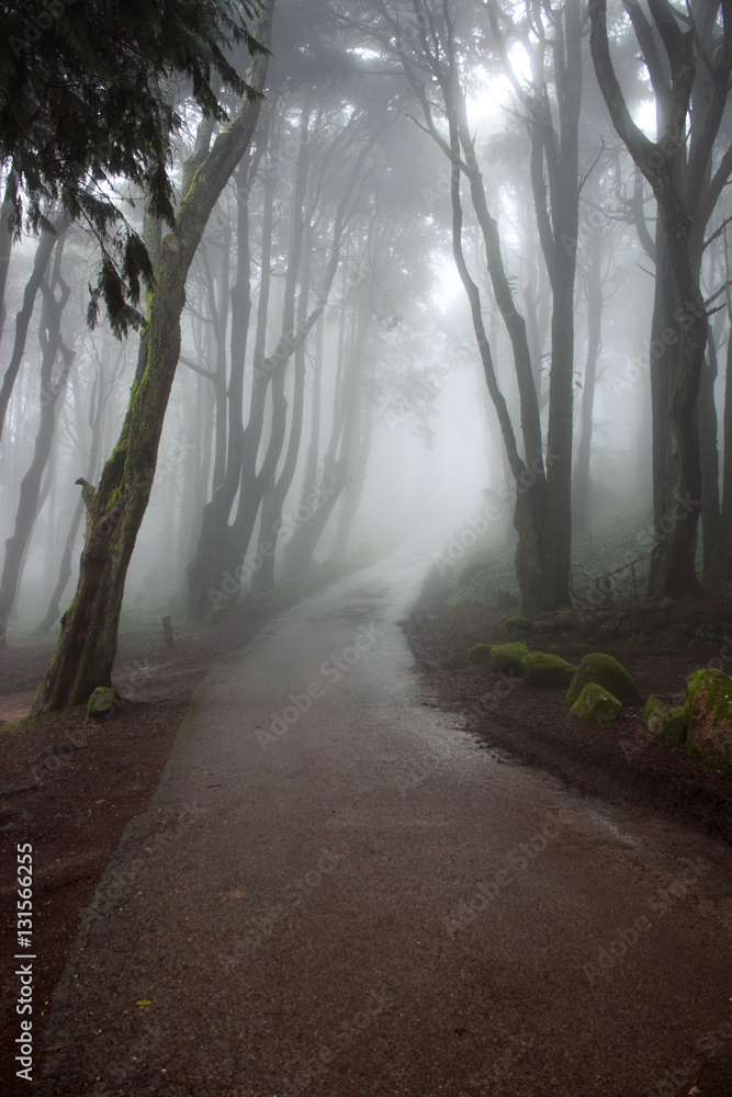Fototapeta premium Forest with mist in the natural park Sintra Cascais in Portugal