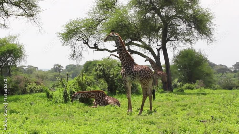 Girafes dans la savane africaine Girafes dans la savane africaine