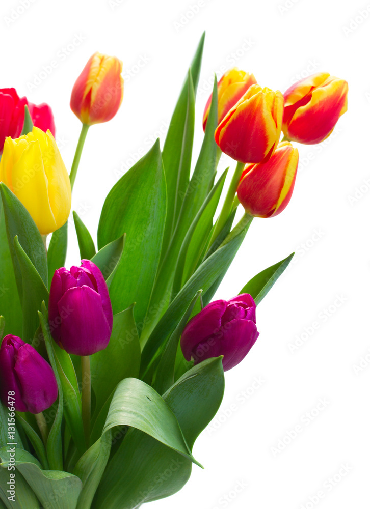 fresh purple, yellow and red tulip flowers with green leaves close up isolated on white background fresh purple, yellow and red tulip flowers with green leaves close up isolated on white background