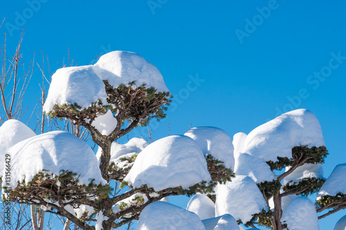 庭木に積もった雪 / 冬の北海道
 photo