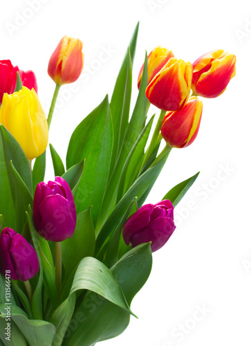 fresh purple  yellow and red tulip flowers with green leaves close up isolated on white background
