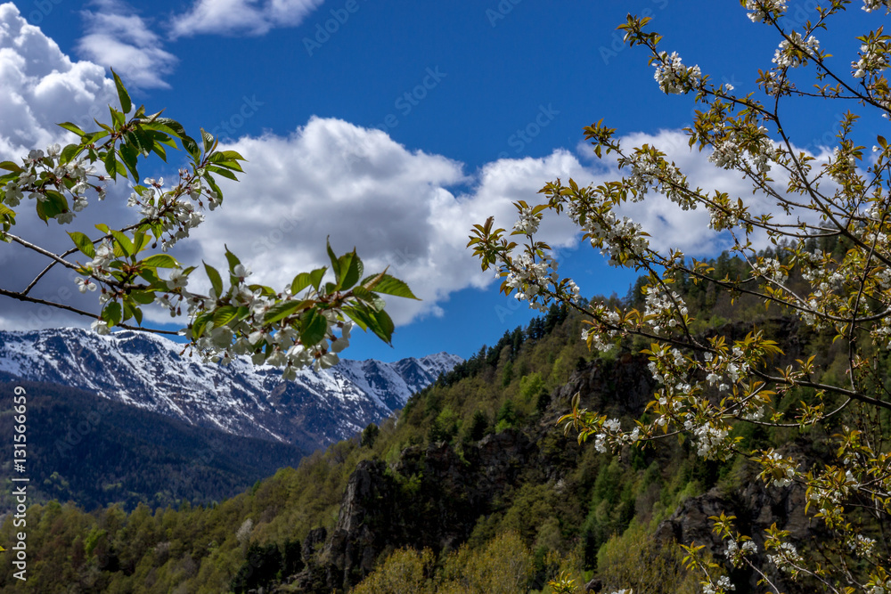 mountain flower tree.