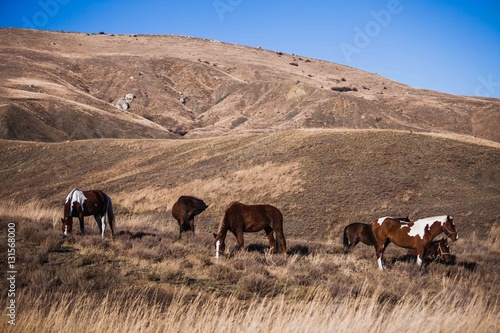 stallions graze on the sunny meadow  hill background