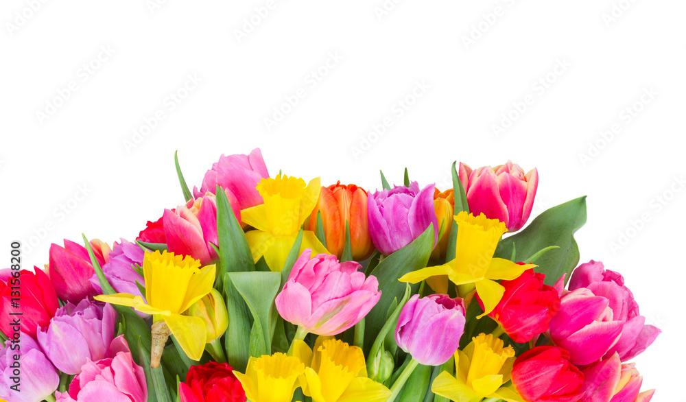 fresh pink, purple and red tulips and yellow daffodils border isolated on white background fresh pink, purple and red tulips and yellow daffodils border isolated on white background