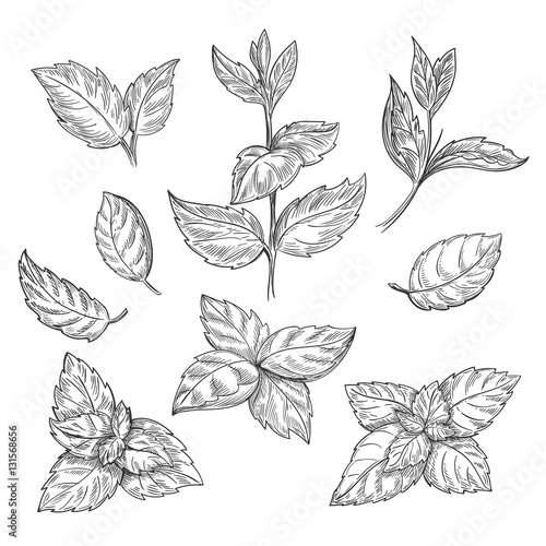 Mint hand sketch vector illustration. Peppermint engraved drawing of menthol leaves isolated on white background