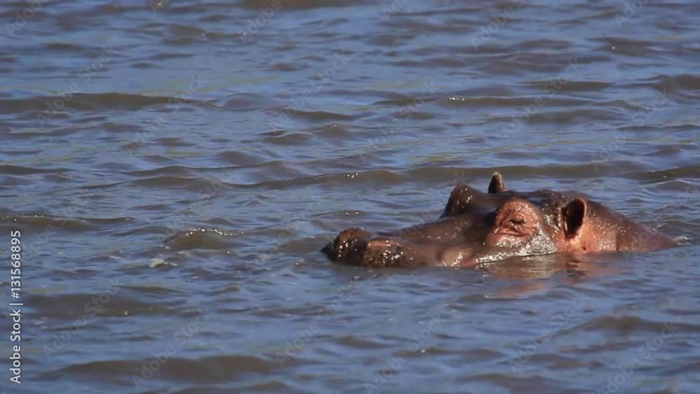 Hippopotames dans le cratère du Ngorongoro en Tanzanie Hippopotames dans le cratère du Ngorongoro en Tanzanie