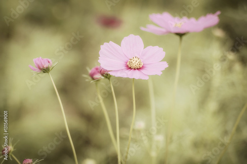 Vintage Cosmos flowers. © nuwatphoto