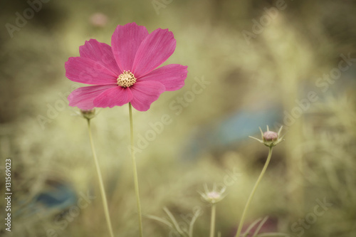 Vintage Cosmos flowers. © nuwatphoto
