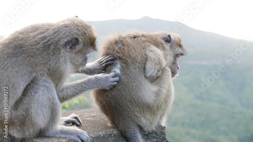 Monkey grooming © Glen