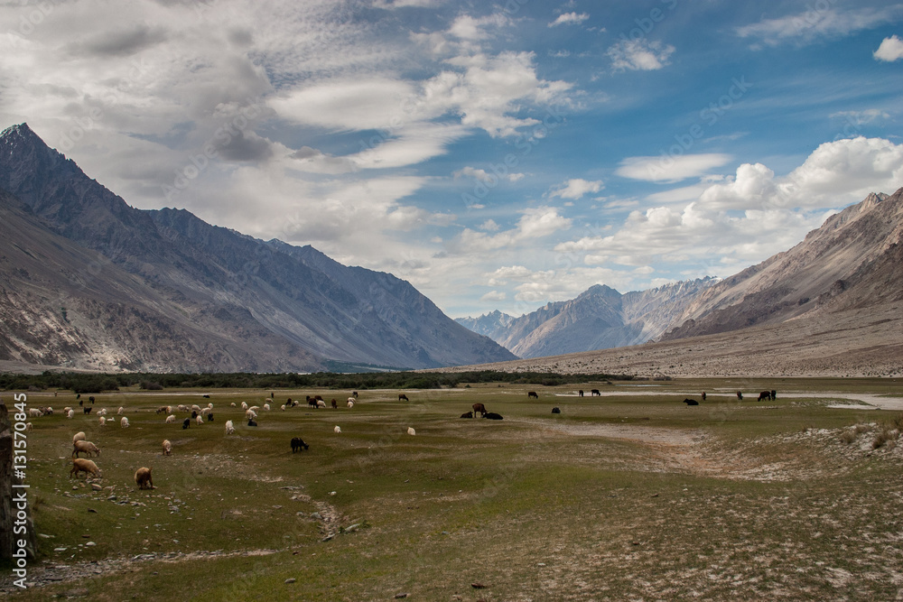 Plains in the nubra valley