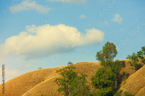 Mountains, golden grass in the summer. The trees are beautiful s