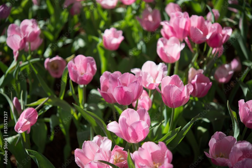Pink tulips And natural beauty