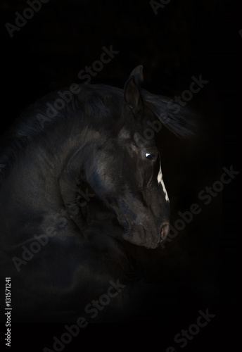 Fototapeta Naklejka Na Ścianę i Meble -  Portrait of black horse isolated on black background. Side view