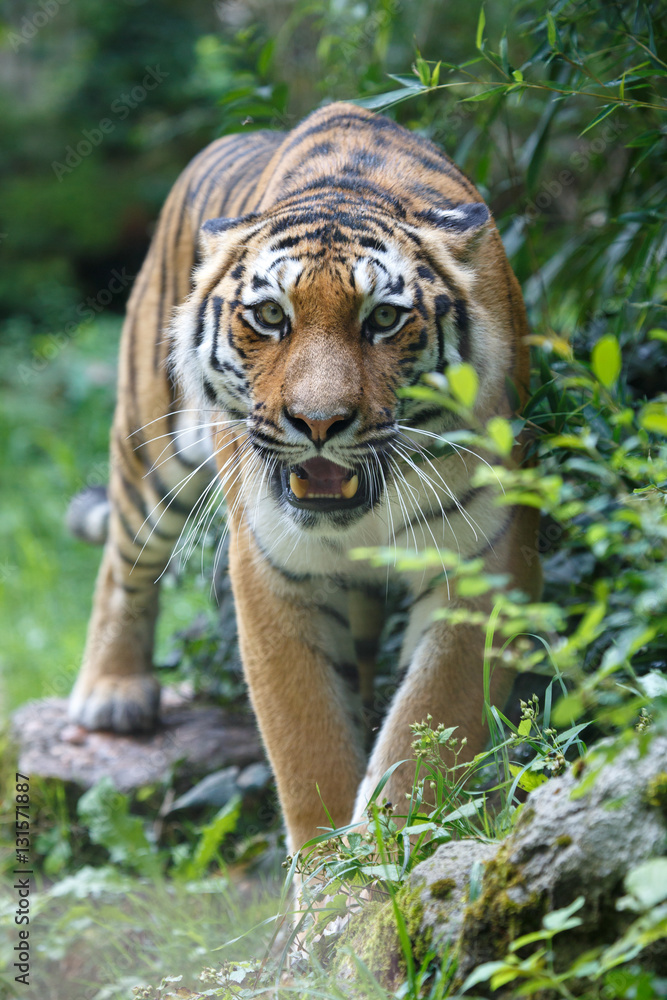 Siberian tiger pointing at the camera Siberian tiger pointing at the camera