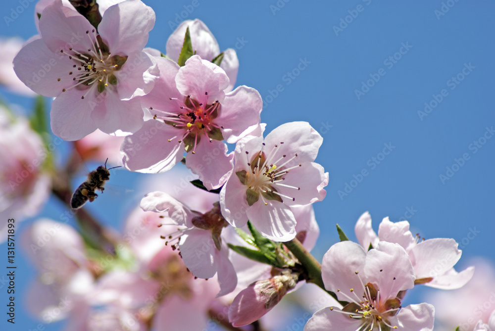 Blossoming peach. Flowering white tree. Bee pollinates flower Blossoming peach. Flowering white tree. Bee pollinates flower
