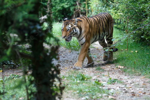 Siberian tiger along a path in the forest