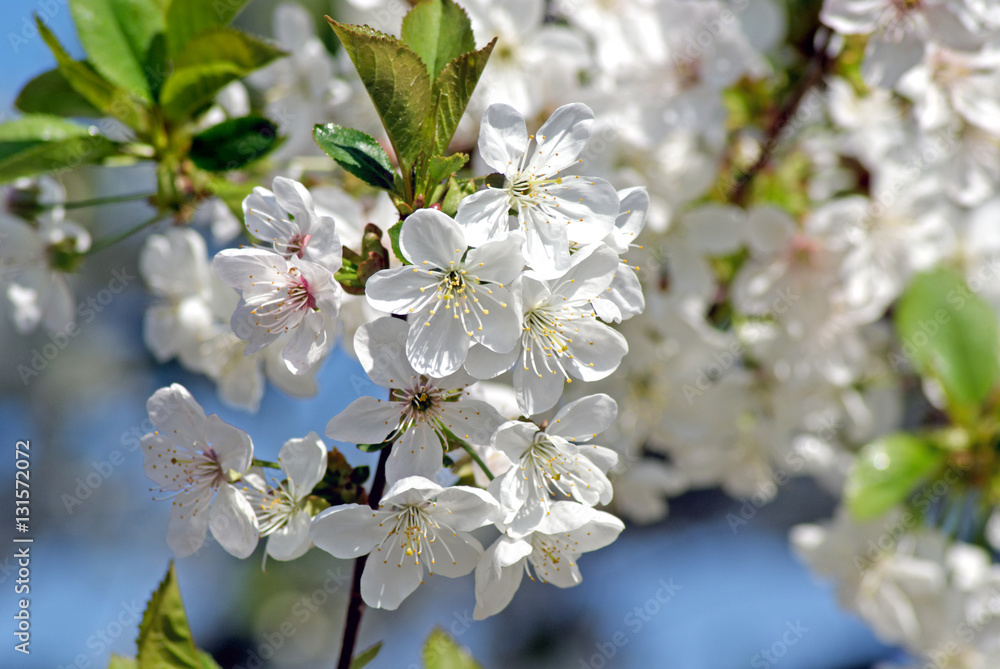 Blossoming cherry. Flowering white tree