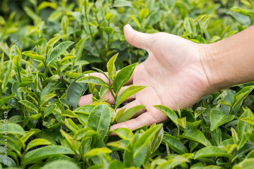 Green tea bud and fresh leaves on blurred background,thailand Green tea bud and fresh leaves on blurred background,thailand