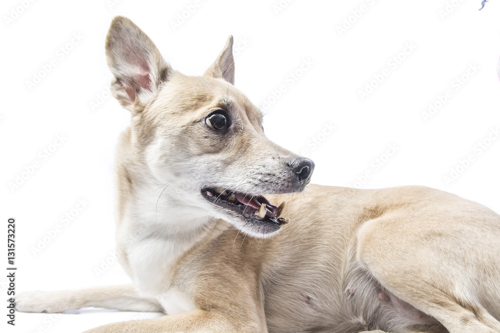 isolated dog with diseased teeth 
