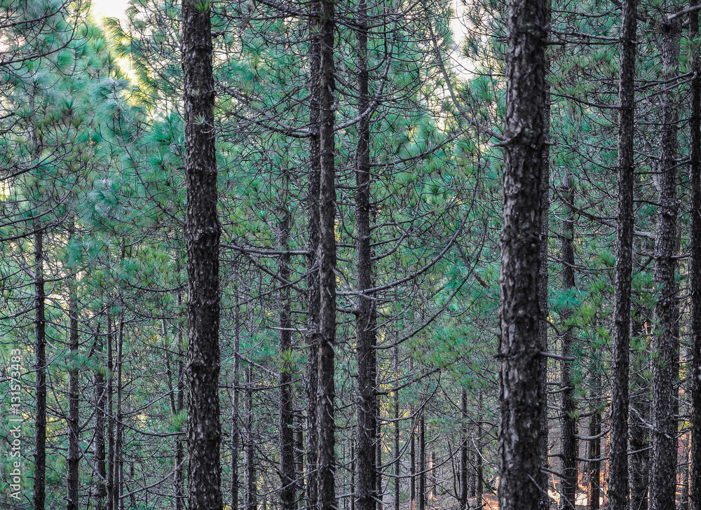 Fototapeta premium Pine forest in winter