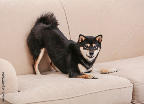 Cute little Shiba Inu dog playing on couch at home