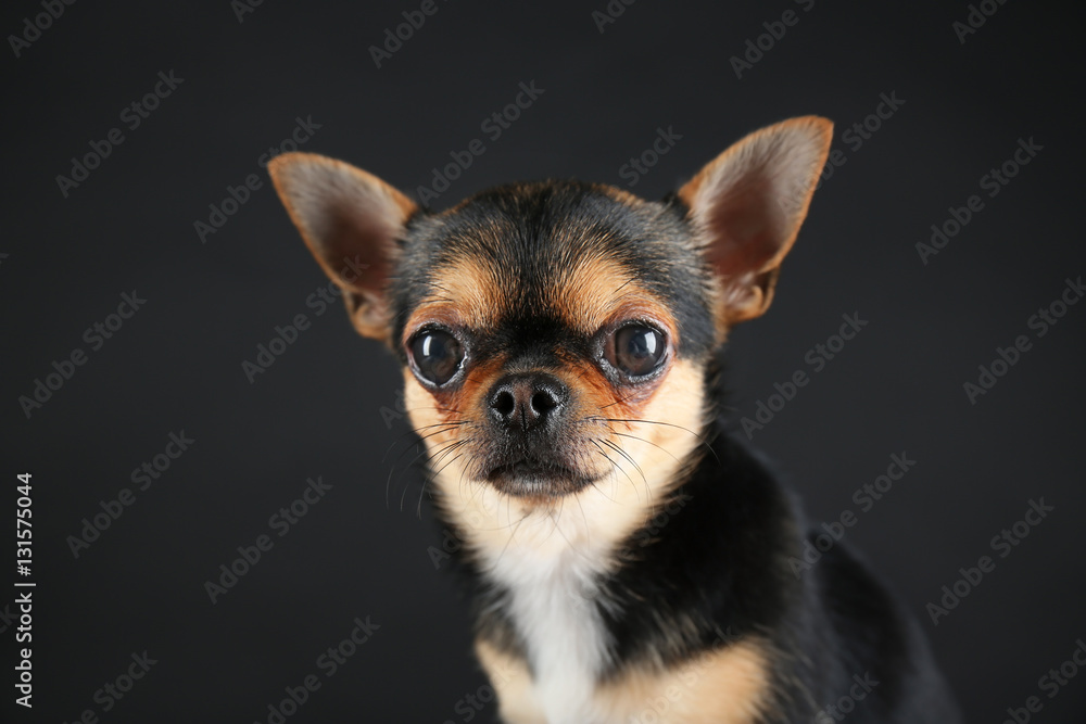Small chihuahua dog on grey background