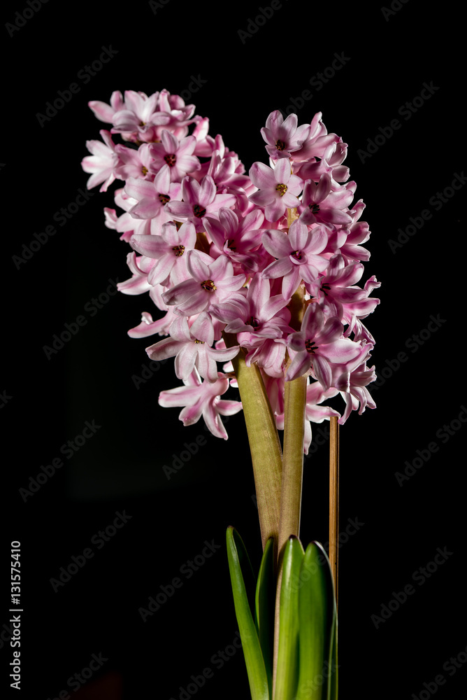 Fototapeta premium Beautiful defocus blur background with tender flowers