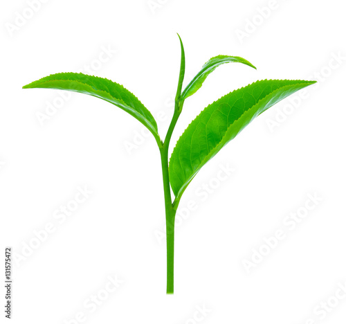 green tea leaf isolated on white background