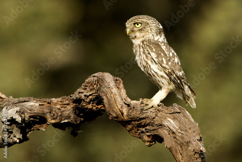 Adult male of Little owl. Athene noctua