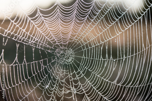 Beautiful spiderweb with dew drops