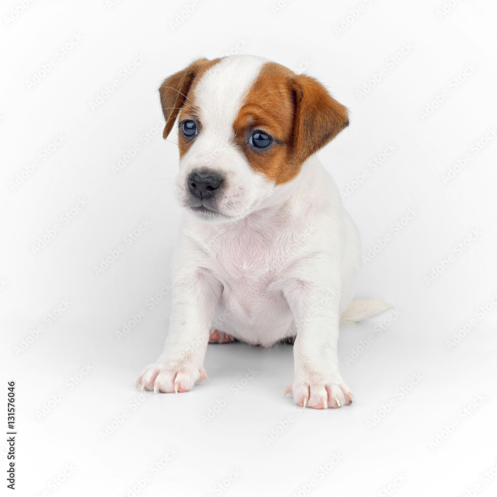 One Little Puppy Portrait on White Background