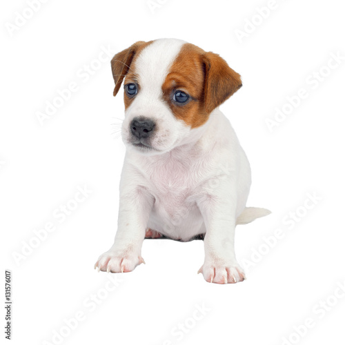 Little Cute Puppy Sitting Isolated on White Background © vitpluz