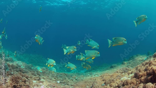 Sailfin and Blubberlip Snapper on a colorful coral reef. 4k footage photo