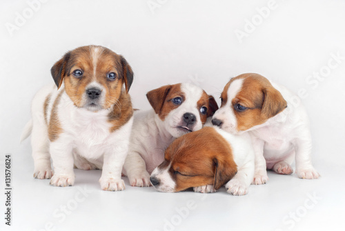 Four Puppies on White background