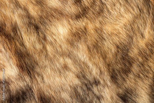 texture of natural fur