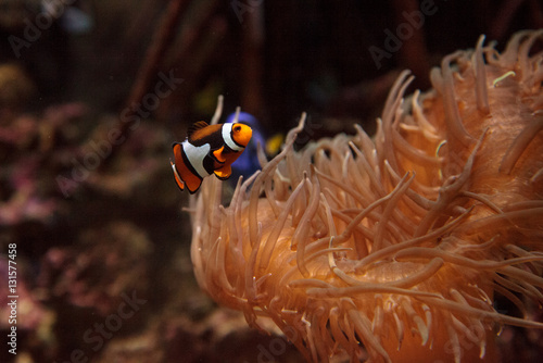 Clownfish, Amphiprioninae, in a marine fish and reef aquarium, staying close to its host anemone photo