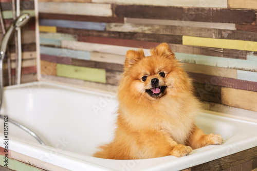 Cute dog pomeranian before showering in the bathroom. 