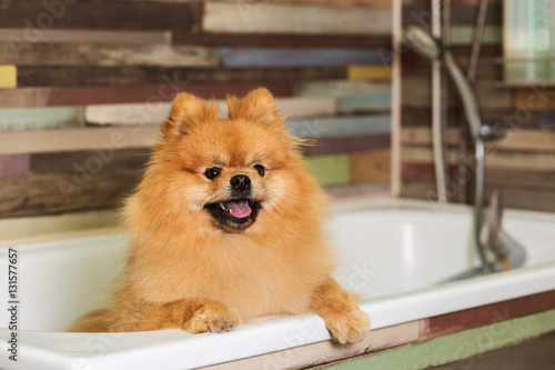 Well groomed dog pomeranian before showering in the bathroom. 