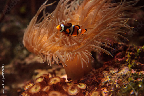 Clownfish, Amphiprioninae, in a marine fish and reef aquarium, staying close to its host anemone photo