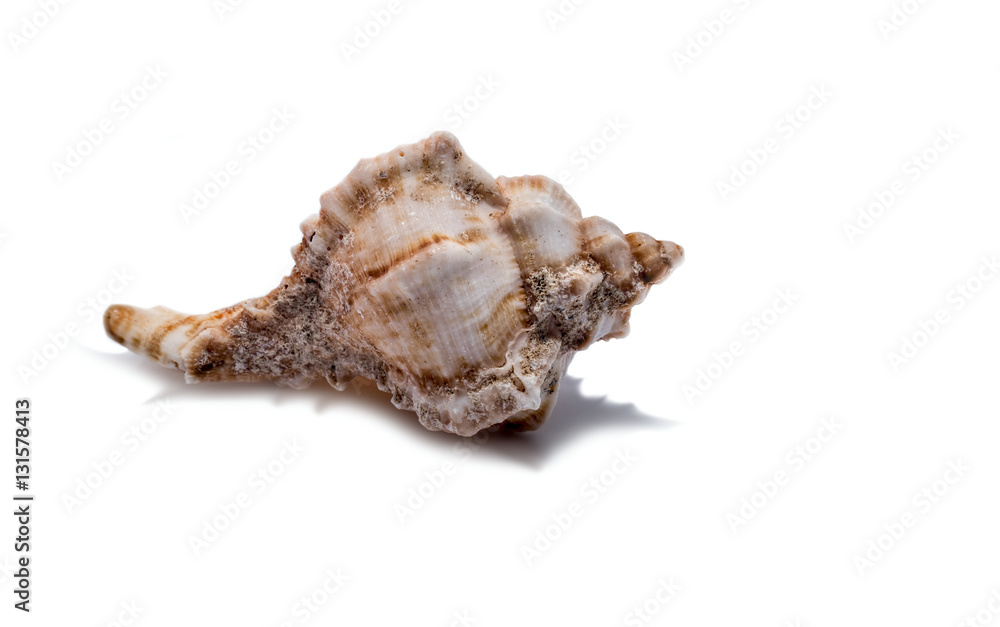 seashell on a white background for isolation seashell on a white background for isolation