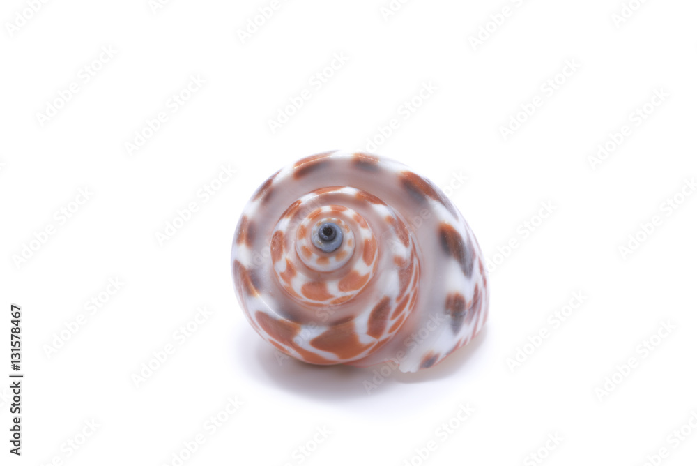 seashell on a white background for isolation seashell on a white background for isolation