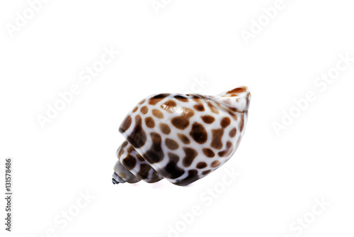 seashell on a white background for isolation