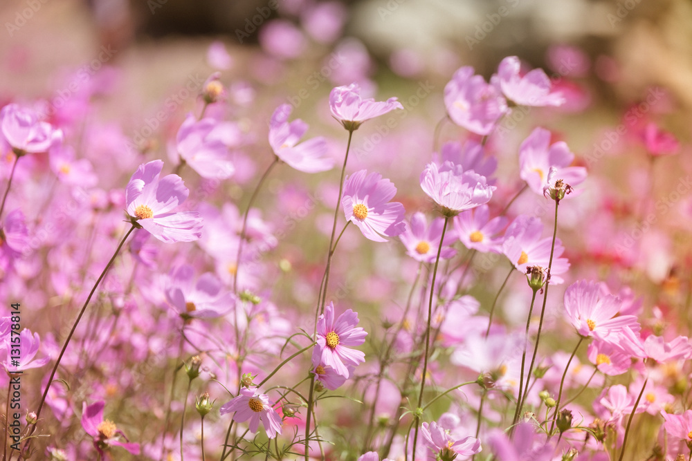 Pastel cosmos flower in sunshine