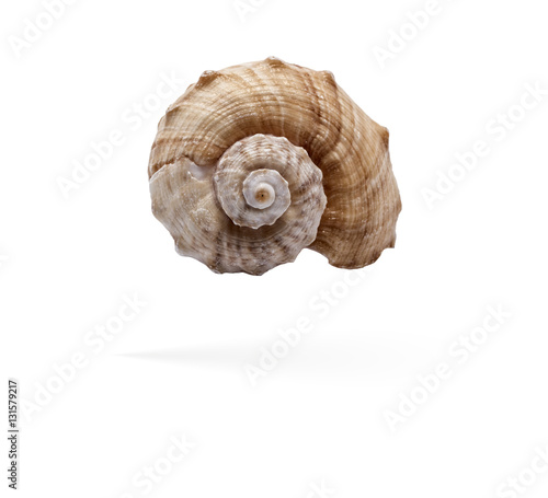 seashell on a white background for isolation