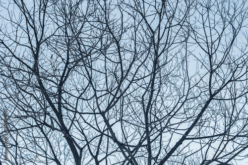 Branches of tree