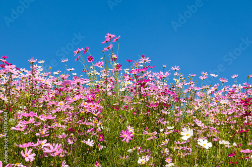 cosmos flower in sunshine  Rayong  Thailand